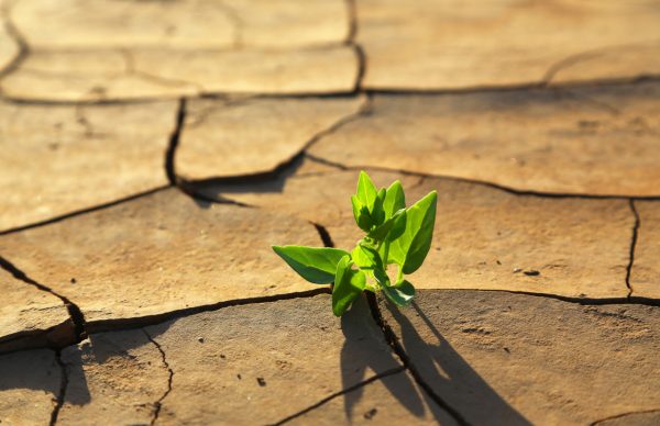 Intégration du changement climatique dans les processus nationaux de développement et de programmation