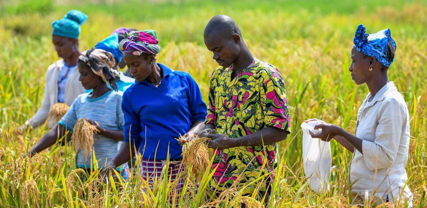 Politiques Agricoles en Afrique